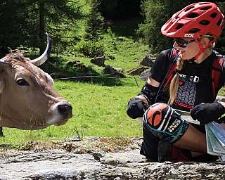Biker and cow in nature A cyclist sits on a rock, interacting with a cow in a green field.